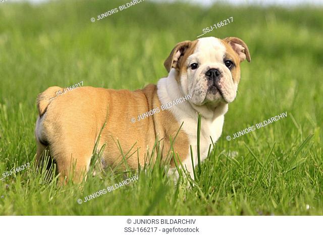 English Bulldog - puppy standing on meadow