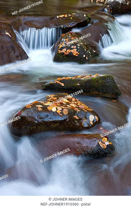Flowering stream, Great Smoky Mountains national park, USA