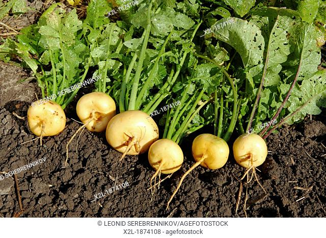 Turnip, organically grown  Scientific name: Brassica rapa, or Brassica campestris L