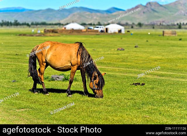 Pferd weidet auf Grasland bei einer Jurtensiedlung in der UNESCO Welterbe-Kulturlandschaft Orchon-Tal, Khangai Nuruu Nationalpark, Övörkhangai Aimag
