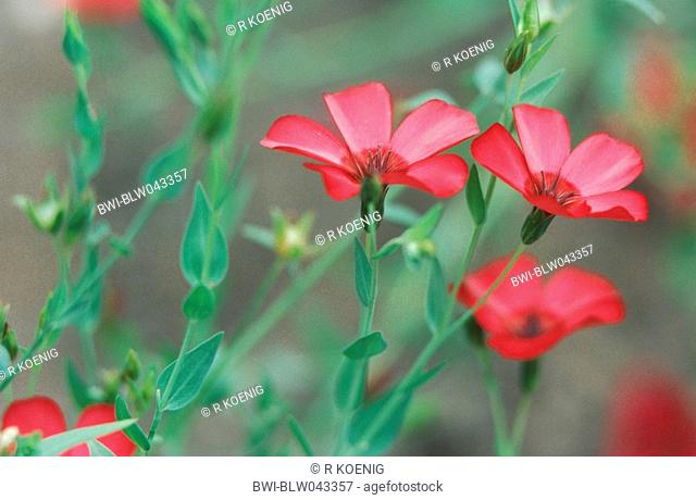 scarlet flax Linum grandiflorum, blossoms