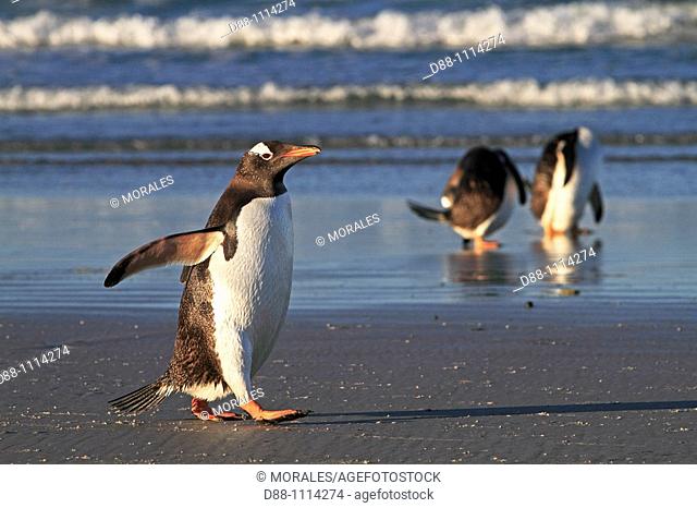 Gentoo Penguin (Pygoscelis papua papua). Sealion Island, Falkland Islands
