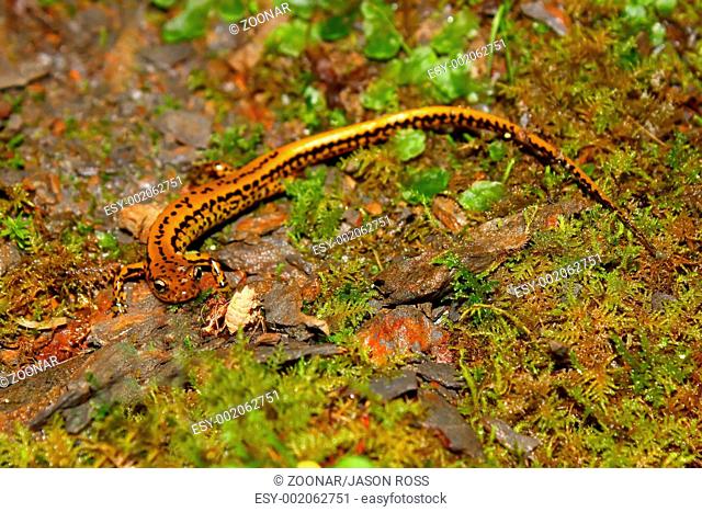 Long-tailed Salamander Eurycea longicauda - Miss