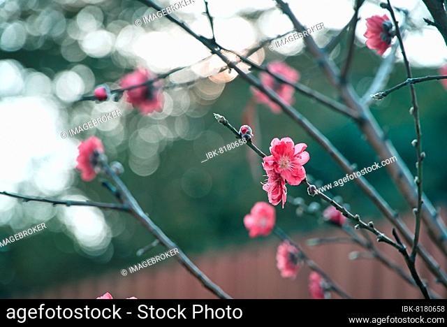 Cherry blossom (Prunus serrulata), close-up shot in Macau, China, Asia
