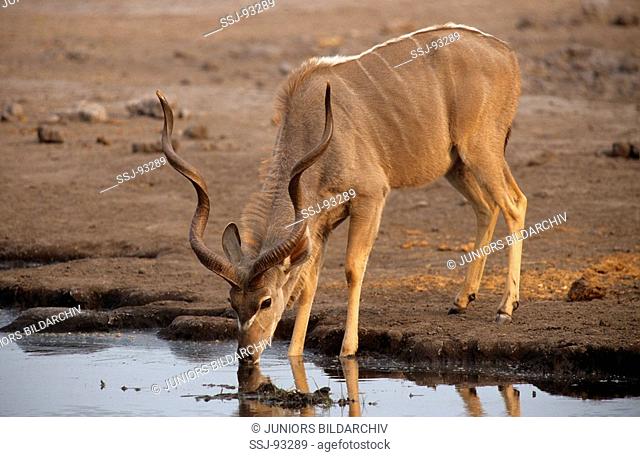 greater kudu - on waterside / Tragelaphus strepsiceros