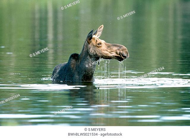 Canadian Moose, Northeastern moose Alces alces americana, Alces americana, cow moose feeding aquatic plants, USA, Maine, Baxter State Park, June 00