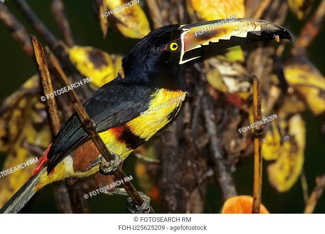 design fruit collared aracari torquatus toucan