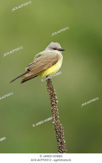 Western Kingbird, Tyrannus verticalis, BC, Canada