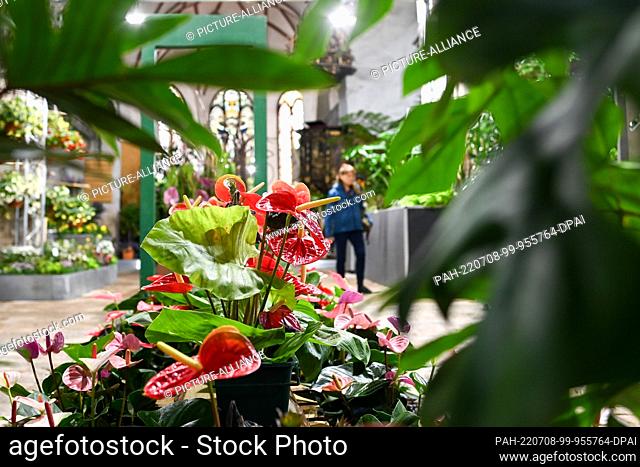 08 July 2022, Brandenburg, Beelitz: Bright red blossoms of anthuriums can be seen at the flower hall show ""Surprising Messages - Pure Harmony of Greenery and...