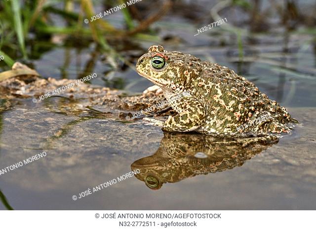 Sapo Corredor, Natterjack Toad, Bufo calamita, Benalmadena, Malaga, Andalusia, Spain
