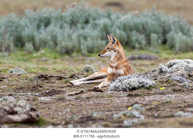 Ethiopian Wolf (Canis simensis), Bale Mountains National Park, Bale Zone, Oromia Region, Ethiopia