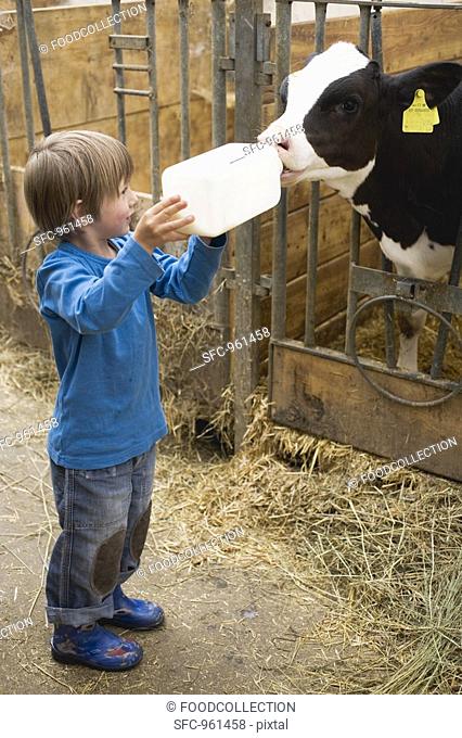 Small boy feeding calf with milk from a bottle