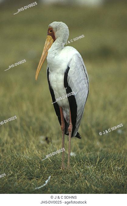 Yellow Billed Stork, Ibis ibis, Lake Nakuru Nationalpark, Kenya, adult