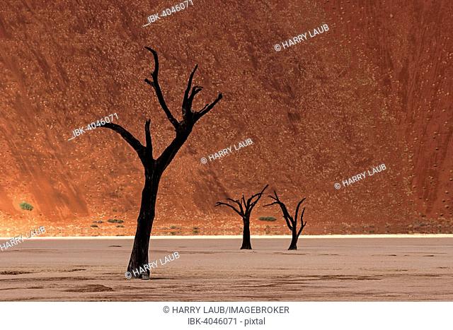 Dead trees in front of a sand dune, Dead Vlei, Deadvlei, Sossusvlei, Namib Desert, Namibia