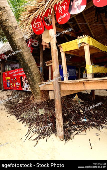 Coconut roots exposed by erosion. Koh Khai Nai, Phuket, Thailand