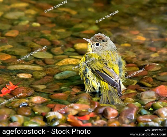 ashville Warbler, Leiothlypis ruficapilla, bathes in a backyard pond, in Saskatoon, Saskatchewan