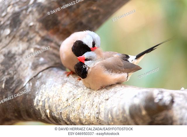 Small Cute birds, finchs birds on the tree branch . Love concept