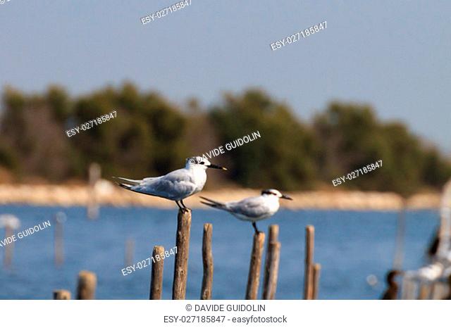 Birds from ""delta del Po"". Italian nature. Birdwatching