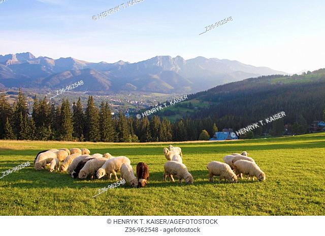 Tatras Mountains, sheep, Gubalowka, Zakopane, Poland