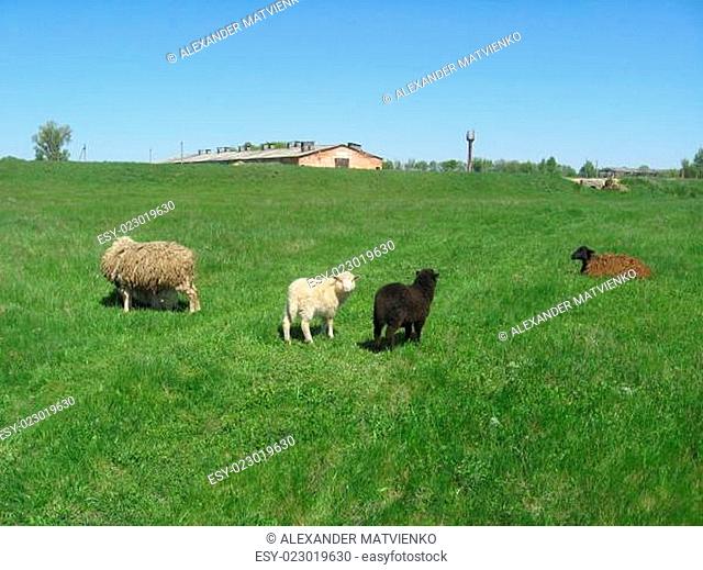 Sheep grazing on the grass