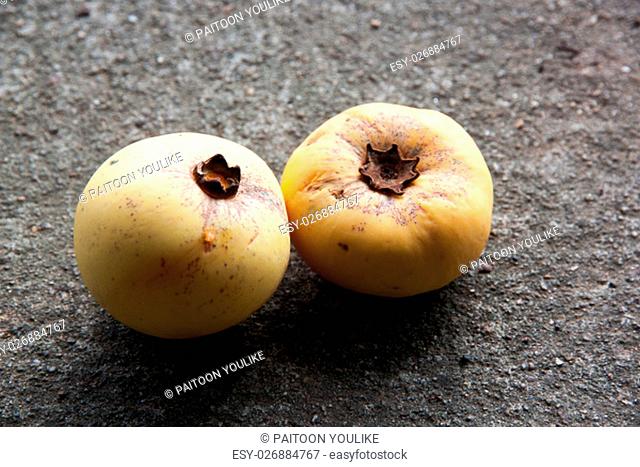 Gold Apple Fruit, Diospyros decandra Lour fruit ( Ebenaceae ) with on the concrete background.Thai tropical fruit and Thai herb