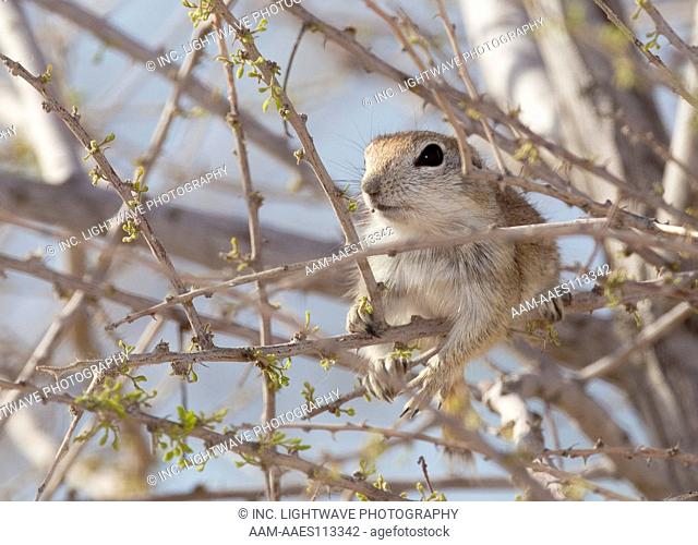 Round-tailed ground squirrel feeding, Spermophilus tereticaudus, Clark county wetlands park, Henderson, NV