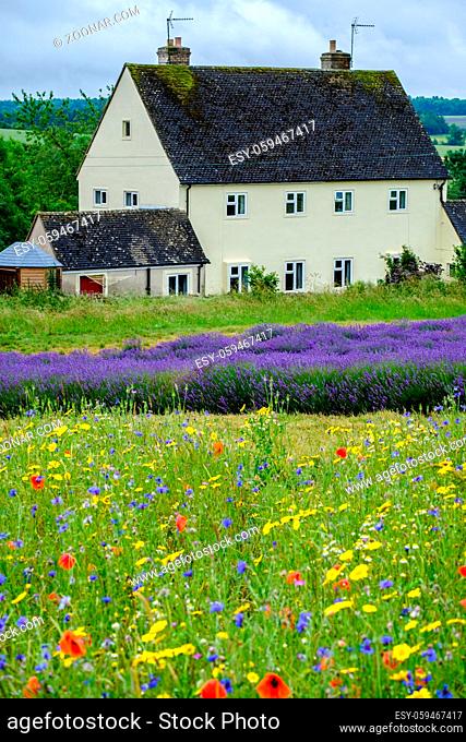 Pictureque view of Cotswold Lavender Farm in Worcestershire