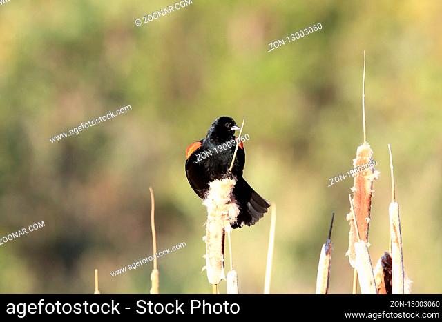 Red-winged blackbird (Agelaius phoeniceus) Kanada