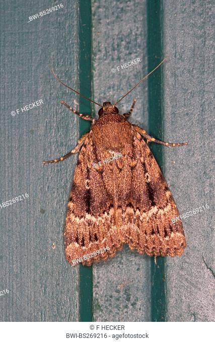 Copper Underwing, Humped Green Fruitworm, Pyramidal Green Fruitworm Amphipyra pyramidea, sitting at a garden fence, Germany