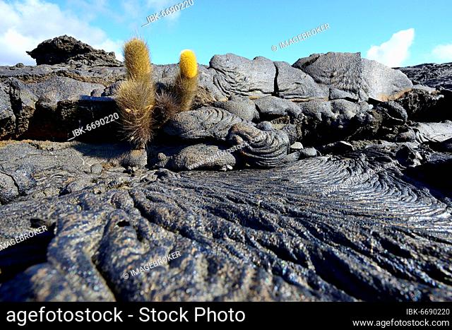 Lava cactus (Brachycereus nesioticus) in a lava field, Sullivan Bay, Santiago Island, Galapagos, Ecuador, South America
