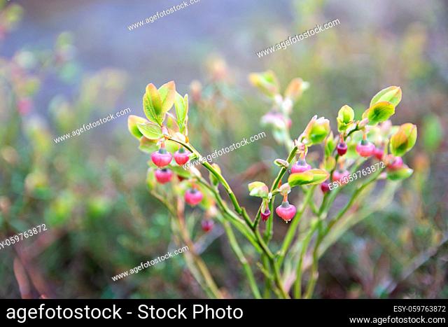 Blackberry bush with pale pink flowers closeup on lingonberry leaves background