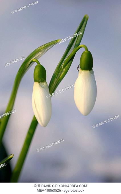 Snowdrops - after a modest fall of snow (Galanthus nivalis). Kent garden - UK