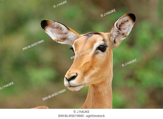 impala Aepyceros melampus, portrait of a female, South Africa, Krueger Np