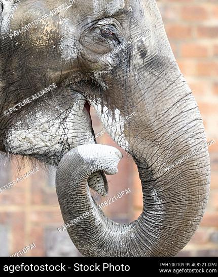 09 January 2020, Saxony, Leipzig: The pregnant lady elephant Rani walks across the outdoor enclosure at Leipzig Zoo. After several setbacks in elephant breeding