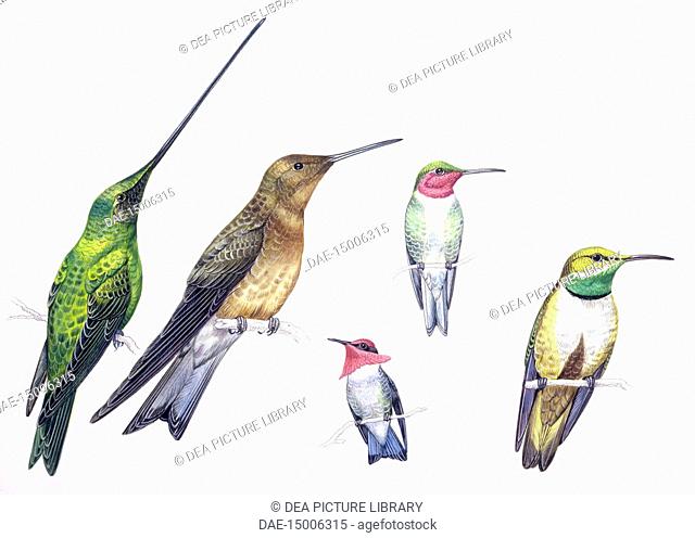 Zoology - Birds - Apodiformes - Sword-billed Hummingbird (Ensifera ensifera), Giant Hummingbird (Patagona gigas), Ruby-throated Hummingbird (Archilochus...
