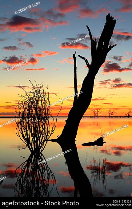 Sunset and silhouettes of dead trees in the lake with reflections