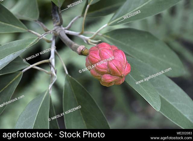 Sweetbay magnolia (Magnolia virginiana). Called Sweetbay, Laurel magnolia, Swampbay, Swamp magnolia, Whitebay and Beaver tree also