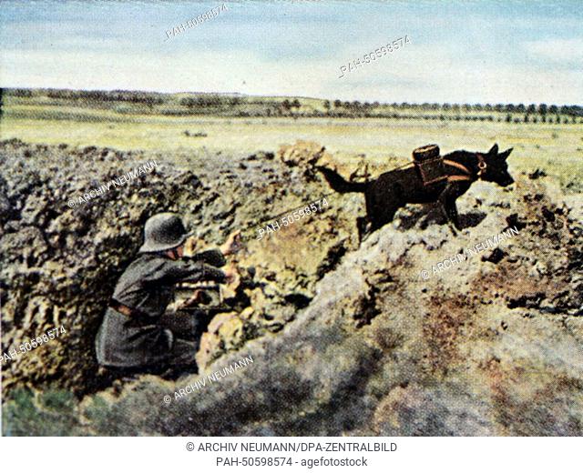 The contemporary colorized German propaganda photo shows the use of dogs to lay telephone wiring for communications by German troops on the Western Front