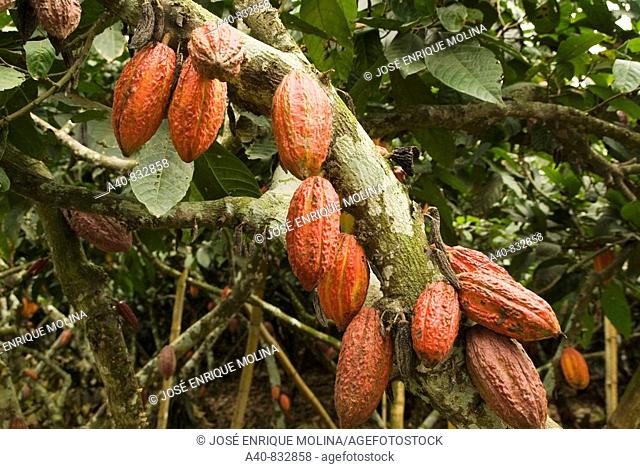 Ecuador. Guayas province. Rural ranch. Cultivation of Cocoa. Cocoa nut in the tree
