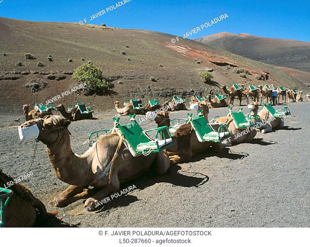 Camels at the Montañas del Fuego. Lanzarote, Canary Islands. Spain