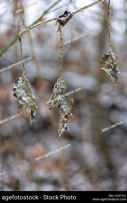 Dried leaves from last year covered with snow crystals, authentic nature