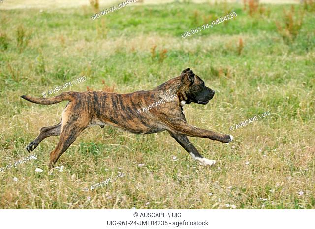 Dogo canario, also known as Presa Canario, breed originating in the Canary Islands as guard and cattle dog, a gentle giant, protective, alert, even-tempered