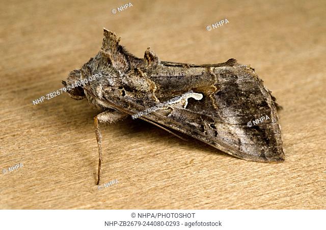 Close-up of a Silver Y moth (Autographa gamma) resting on a wooden panel in a Norfolk garden in summer