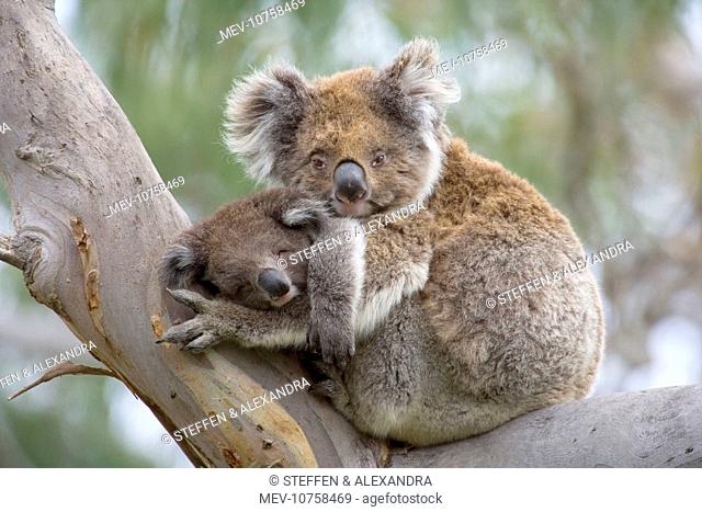 Koala - mother and baby (Phascolarctos cinereus)