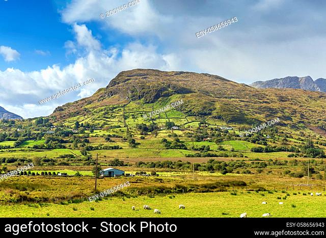 Panoramic landscape with mountains and sheeps, Galway county, Ireland