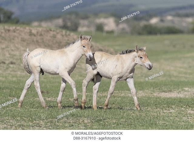 China, Inner Mongolia, Hebei Province, Zhangjiakou, Bashang Grassland, one foal