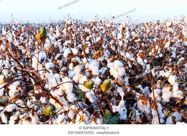 Cotton balls on the plant ready to be harvested, Israel