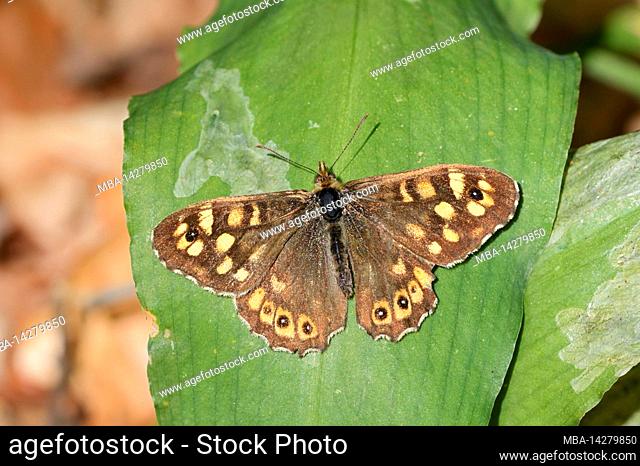 speckled wood butterfly (Pararge aegeria), North Rhine-Westphalia, Germany