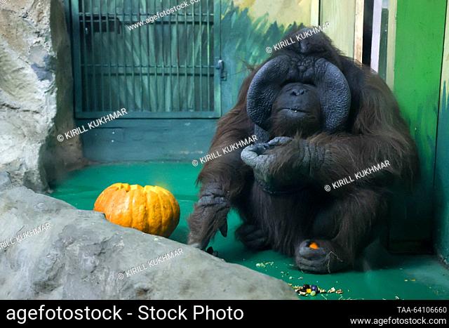 RUSSIA, NOVOSIBIRSK - OCTOBER 29, 2023: Batu the Orangutan eats a pumpkin at Novosibirsk Zoo. Kirill Kukhmar/TASS