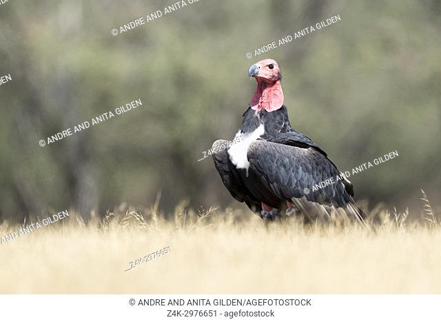 Red-headed vulture (Asian king vulture) (Indian black vulture) (Pondicherry vulture) (Sarcogyps calvus) on the ground, Ranthambhore national park, Rajasthan